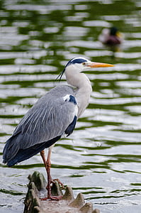 white and gray bird thumbnail