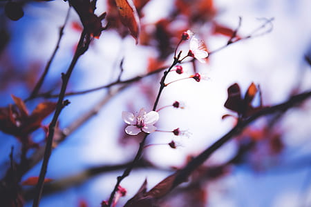 pink cherry blossom tree at daytime thumbnail
