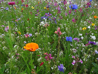 field of assorted-color flowers thumbnail
