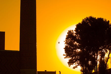 silhouette photo of tree and bird thumbnail