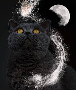 black Persian cat and full moon thumbnail