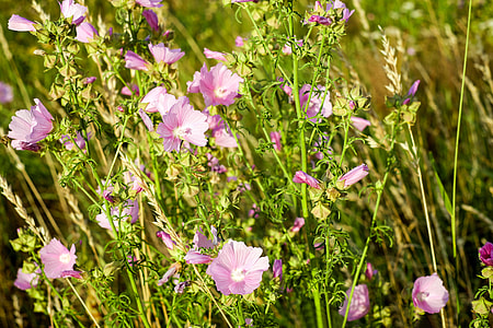purple-and-white flowers with green leaves outdoor thumbnail