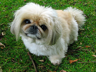 adult white and tan pekingese sitting on lawn thumbnail