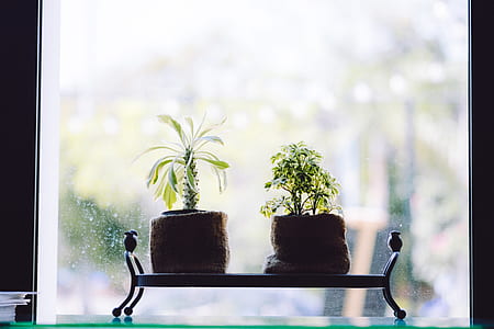 glass, pot, blur, leaves thumbnail