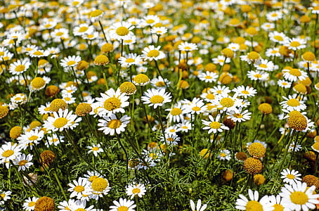 Shallow Focus Photography of Yellow and White Flowers during Daytime thumbnail