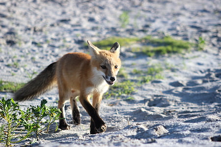 brown fox thumbnail