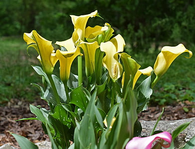 yellow petaled thumbnail