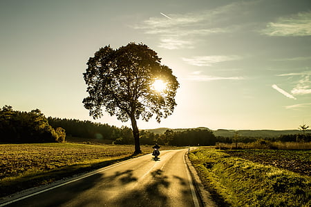 silhouette photo of tree near highway thumbnail