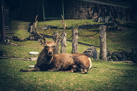 brown deer lying on grass thumbnail