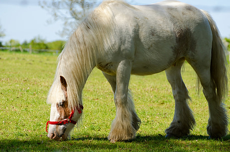 white horse on field thumbnail