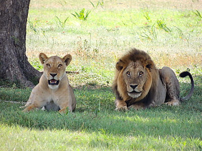 animals, wildlife, lioness, big cat thumbnail
