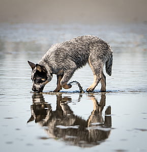 blue Australian cattle puppy on water thumbnail