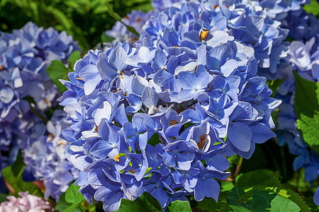 blue petaled flowers surrounded by leaves thumbnail