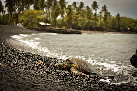 black turtle on seashore thumbnail
