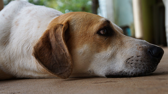Dog, Domestic Animals thumbnail