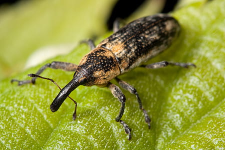 black and brown weevil on green leaf thumbnail