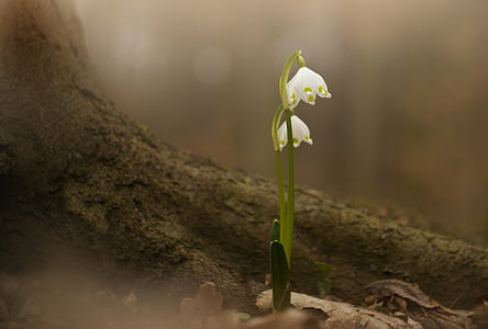 white flowers in macro shot photograpy thumbnail