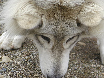 long-coated brown and white puppy close-up photo thumbnail