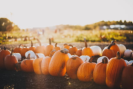photo of orange pumpkins thumbnail