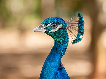 selective focus photography of blue peacock thumbnail