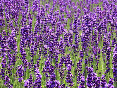 landscape photo of purple French lavender flower field at daytime thumbnail