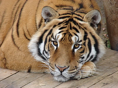 photo of tiger thumbnail