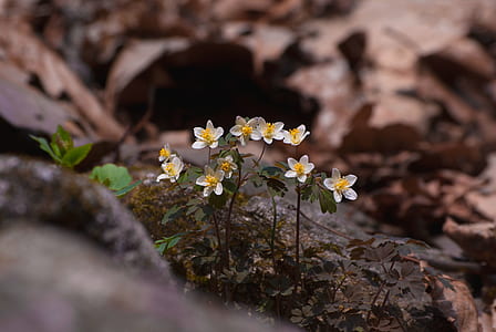white-and-yellow flowers in shallow focus photography thumbnail