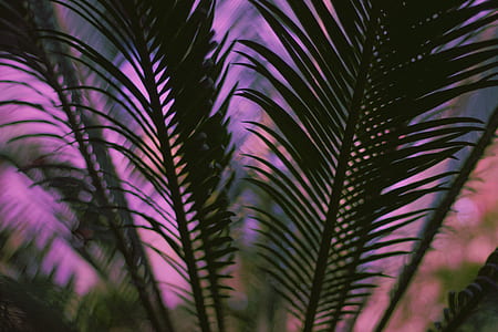 shallow focus photography of green leaves thumbnail