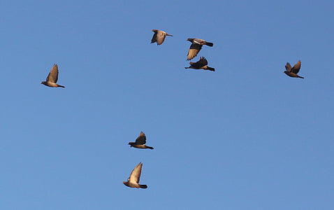 flock of birds flying under sky thumbnail