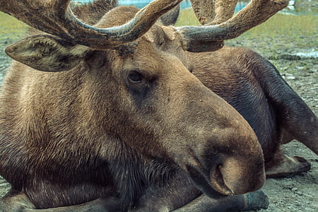 nature, animal, park, big thumbnail