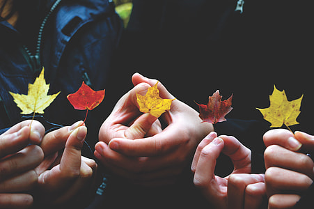 three person holding maple leaves thumbnail