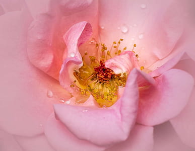 closeup photo of pink petaled flower thumbnail