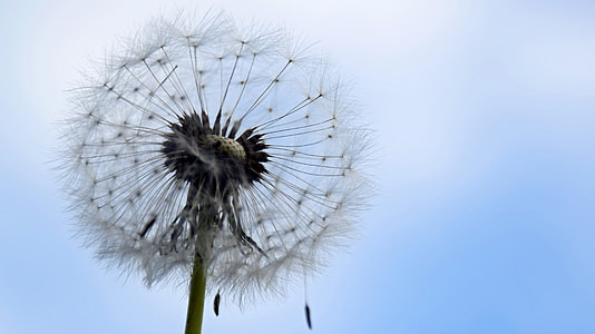 close-up photography of dandelion flower thumbnail