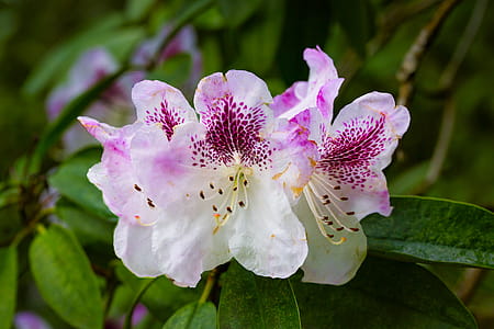 Pink and White Petaled Flower thumbnail