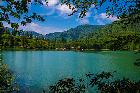 green trees beside body of water during day time thumbnail