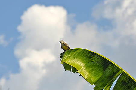 Photo of Brown Bird Perching on Green Banana Leaf thumbnail