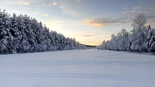 photography of green tree with snow cover thumbnail