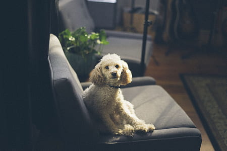 white toy poodle sits on gray suede chair thumbnail