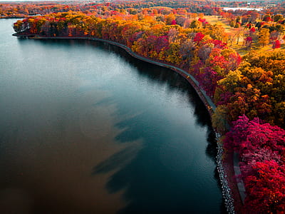 aerial photography of brown trees beside water thumbnail