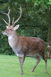 photo of brown deer standing on green grass thumbnail