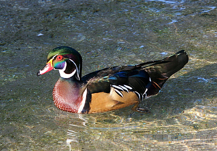 mandarin duck on body of water thumbnail