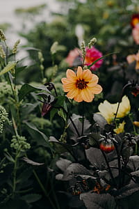 Selective Focus Photo of Orange Dahlia Flower thumbnail