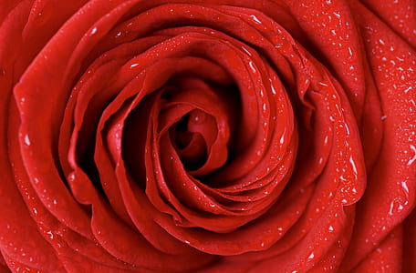close up photography of red Rose flower thumbnail