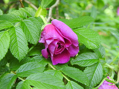 purple rose flower thumbnail