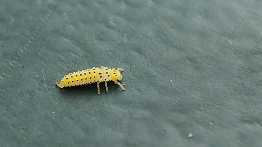 Twenty-Two-Spotted Lady Beetle thumbnail
