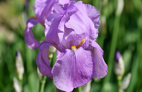 close up photo of purple iris flower thumbnail