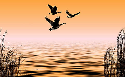 three mallard ducks flying on mid air above water photo thumbnail