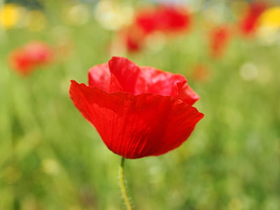 closeup photography of red poppy thumbnail