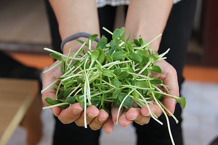 person holding green leaves thumbnail