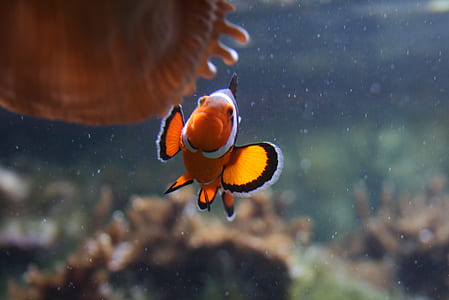 clown fish thumbnail